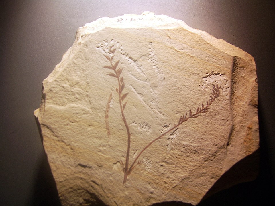 Древний цветок - Archaefructus liaoningensis