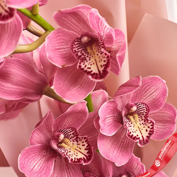 Орхидея розовая Цимбидиум от AzaliaNow
