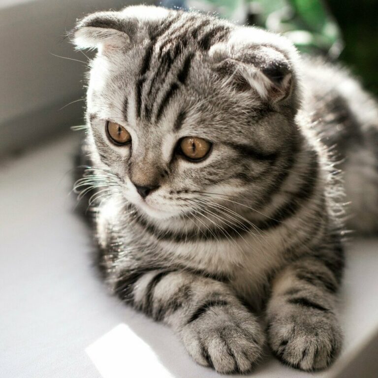 Домашний кот. Фото: Photorobus.ru