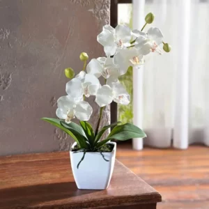 Орхидея белая в горшке «Очарование орхидеи» от AzaliaNow