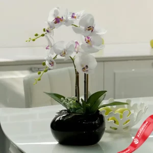 Орхидея Фаленопсис в горшке от AzaliaNow
