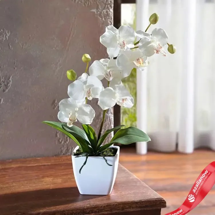 Орхидея белая в горшке «Очарование орхидеи» от AzaliaNow