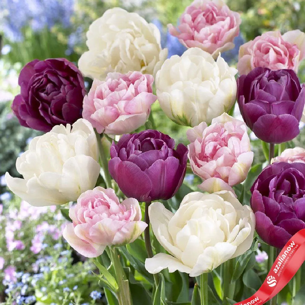 Луковицы тюльпанов «Дабл Пинк» от AzaliaNow
