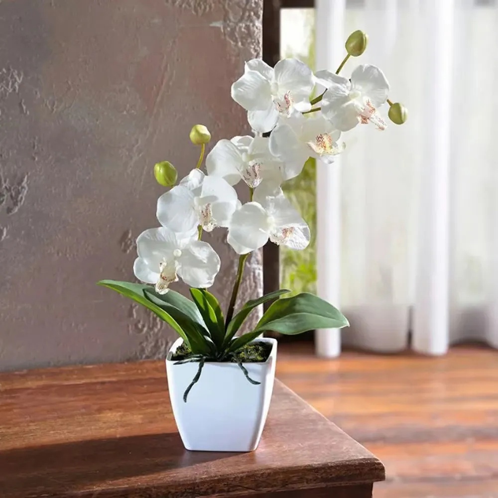 Растение Орхидея белая в горшке «Очарование орхидеи» от AzaliaNow